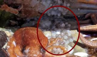 章鱼拆贝壳当房门 章鱼拆贝壳当房门